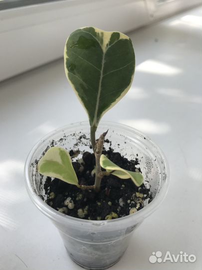 Фикус триангулярис