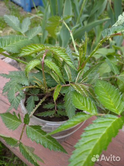 Тибецкая (норвежская) малина