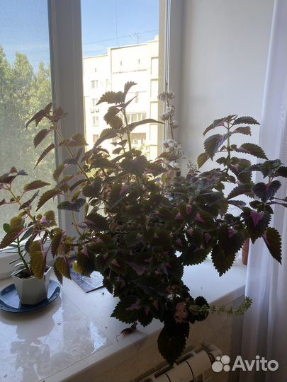 Колеусы вегетативные