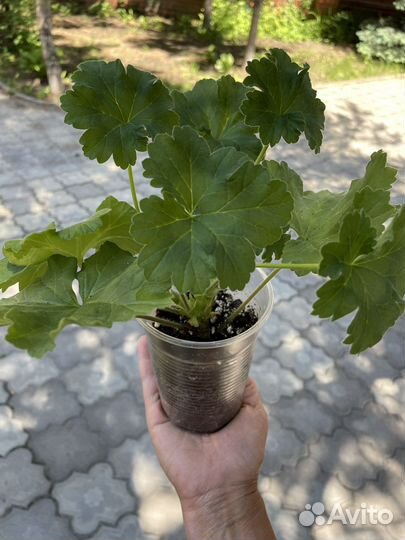 Пеларгония Леона Галактика