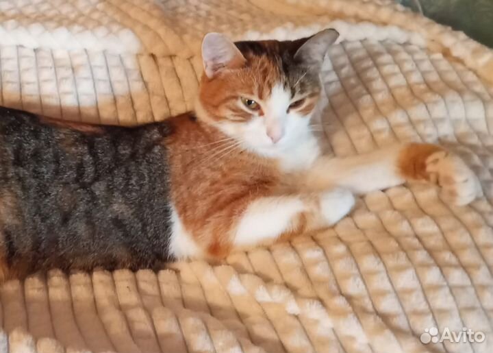 Василисе очень нужен дом