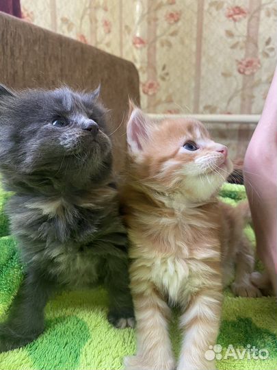 Котята мейн-кун