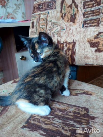 Котята в добрые руки бесплатно