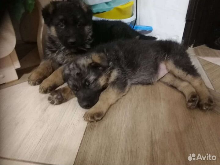 Щенки немецкой овчарки