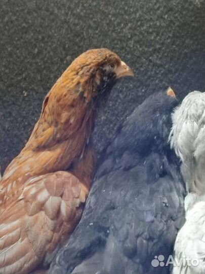 Пасхальные цыплятки