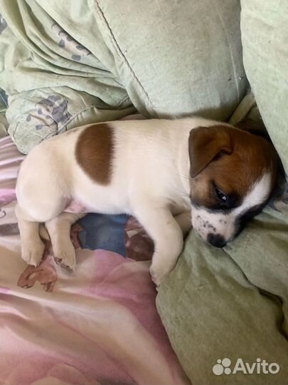 Джек Рассел терьер