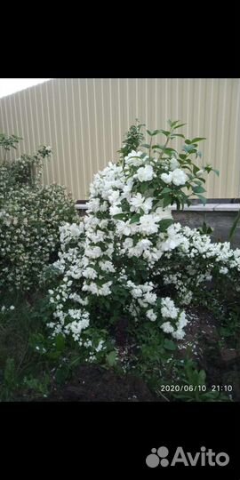 Жасмин (чубушник)