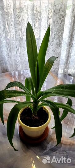 Комнатные цветы Юкка- пальма