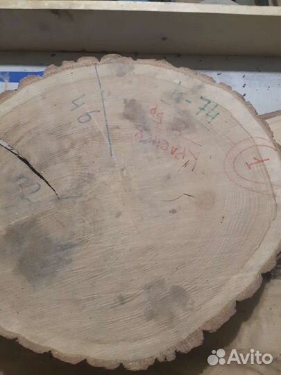 Торцевой спил Дуба