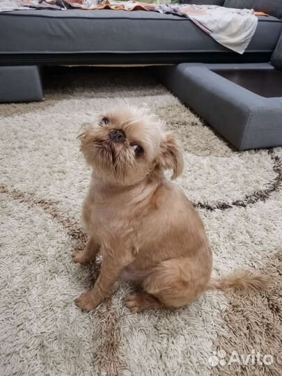 Вязка собак. Случка собак