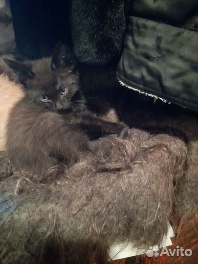 Котики бесплатно