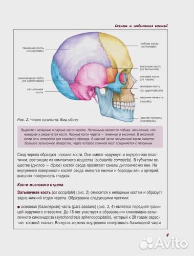 Атлас анатомии человека Лёвкин
