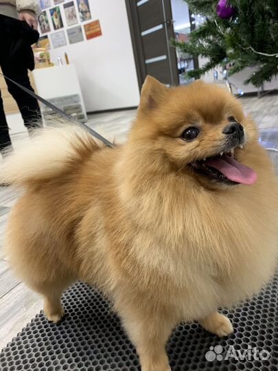 Немецкий шпиц вязка