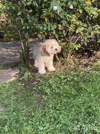 Кокер спаниель