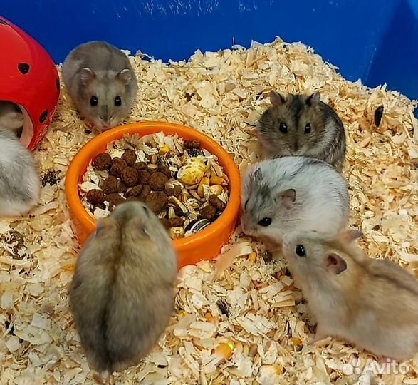 Джунгарские хомячки