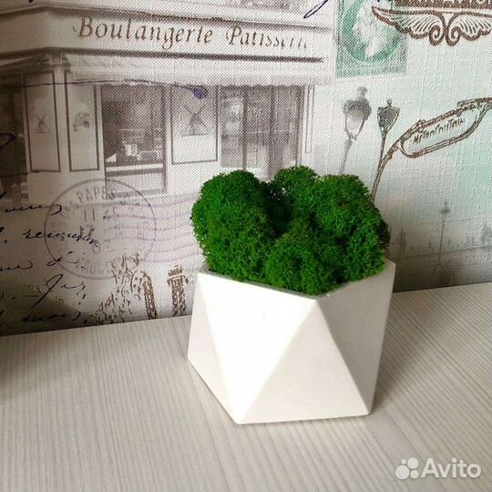 Стабилизированный мох в кашпо