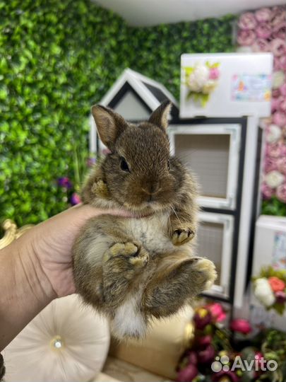 Карликовые кролики