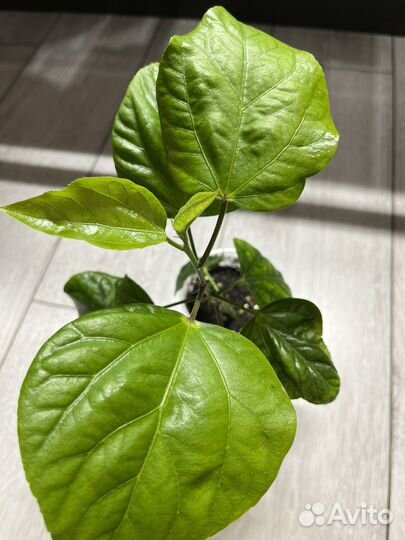 Сортовые гибискусы