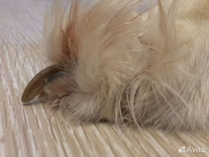 Стрижка когтей, экспресс-линька