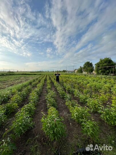 Корни пионов