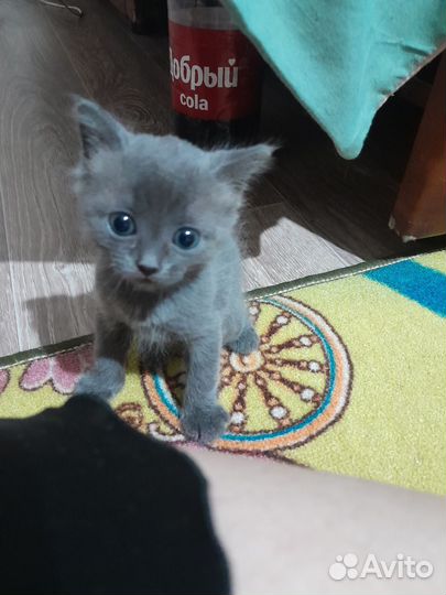 Пучеглазята