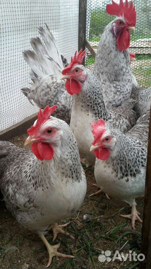 Инкубационное яйцо