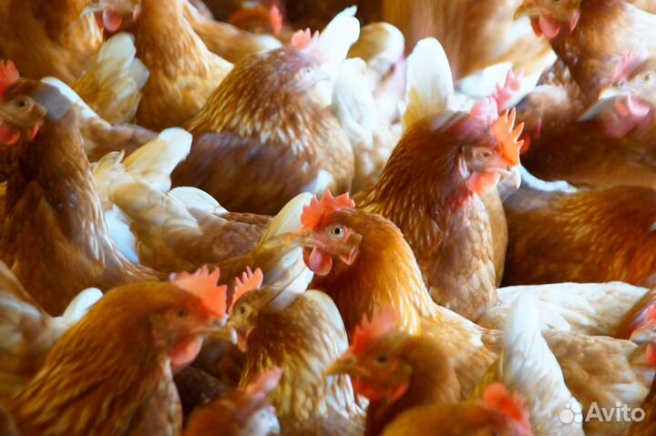 Куры молодки