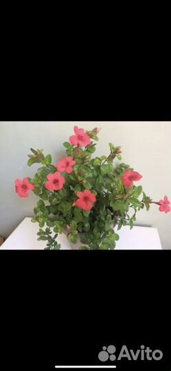 Барлеия красная