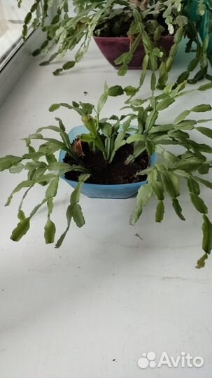 Декабрист, комнатное растение