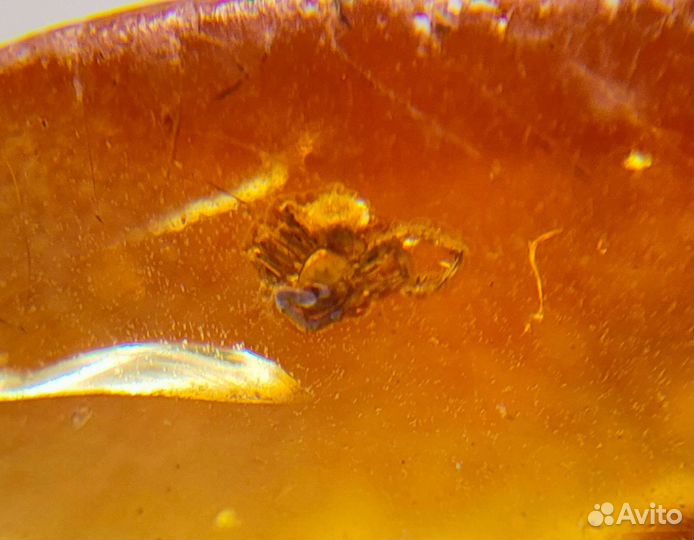 Маленький паучок / Инклюз в янтаре