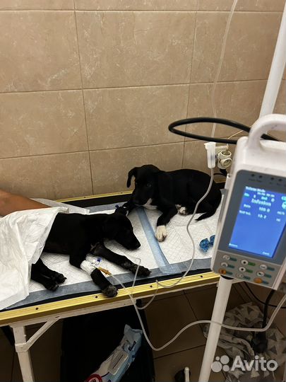 Щенок ищет семью