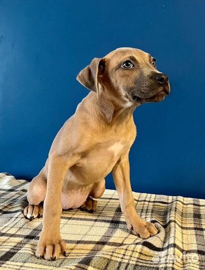 Прайтер девочки щенки