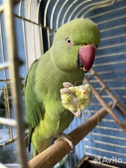Ожереловый попугай молодой, выкормыш
