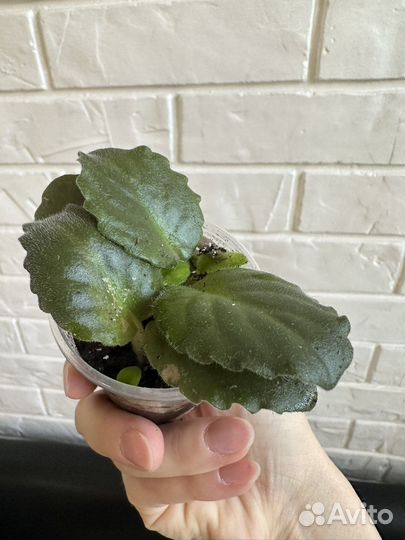 Детки фиалки ness crinkle blue