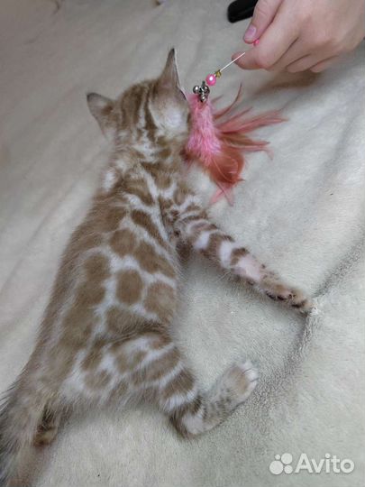 Бенгальский котенок