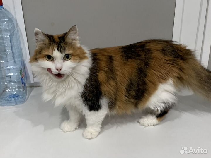 Ищет дом ласковая трёхцветка