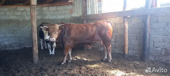2 бычка