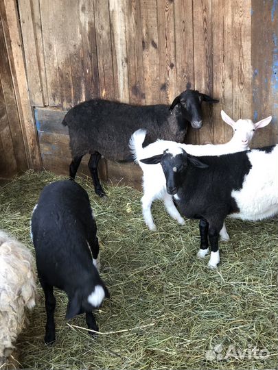 Барашки дорпер