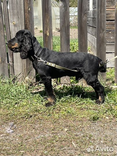 Кокер спаниель вязка