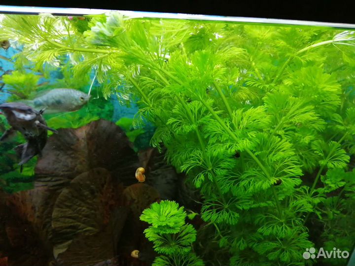Аквариумные растения