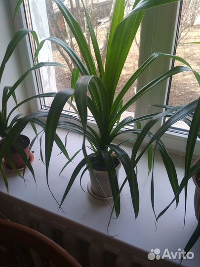 Цветок Пандан (разные)