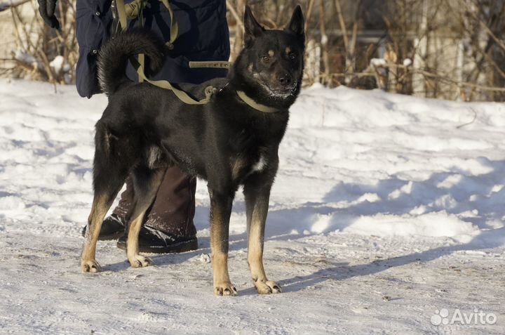 Собака в добрые руки отдам бесплатно