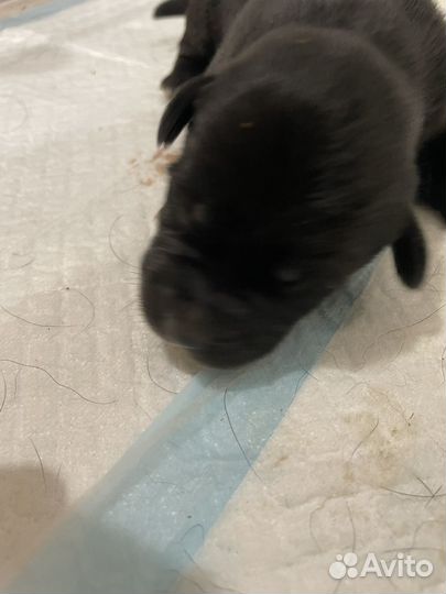 Щенки лабрадора