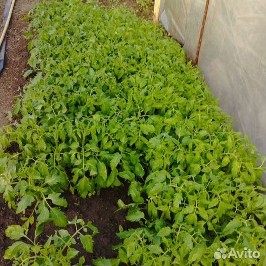 Рассада помидор и перцев