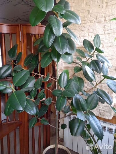 Фикус 1,7 м