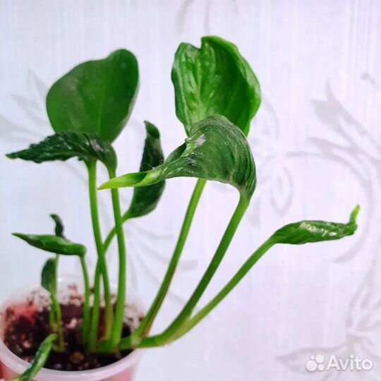 От 21.10. Комнатные растения, цветы