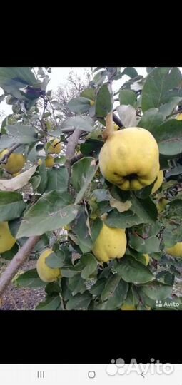 Саженцы многолетних цветов и деревьев