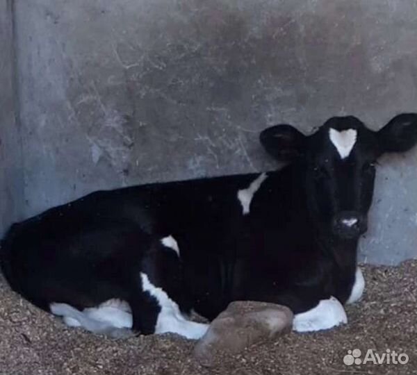 Телята бычки