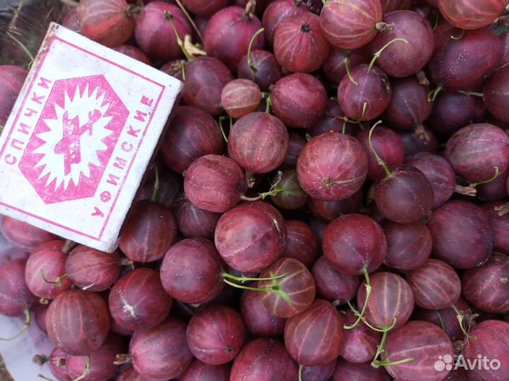 Саженцы Крыжовник