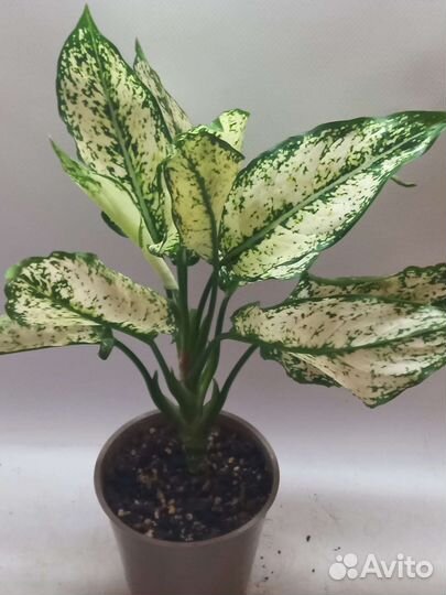 Аглаонема вайт киви